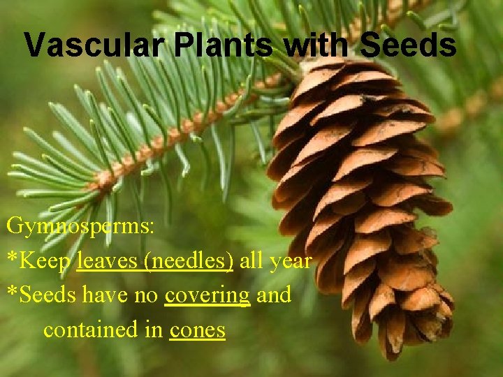 Vascular Plants with Seeds Gymnosperms: *Keep leaves (needles) all year *Seeds have no covering