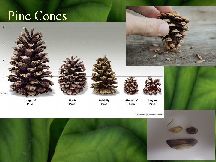Pine Cones 