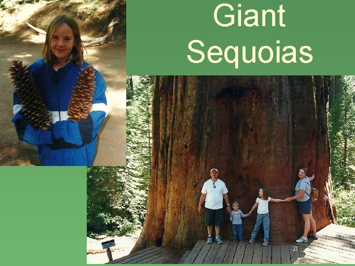 Giant Sequoias 21 
