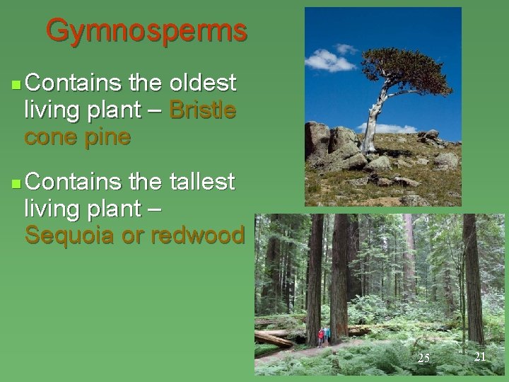 Gymnosperms n n Contains the oldest living plant – Bristle cone pine Contains the