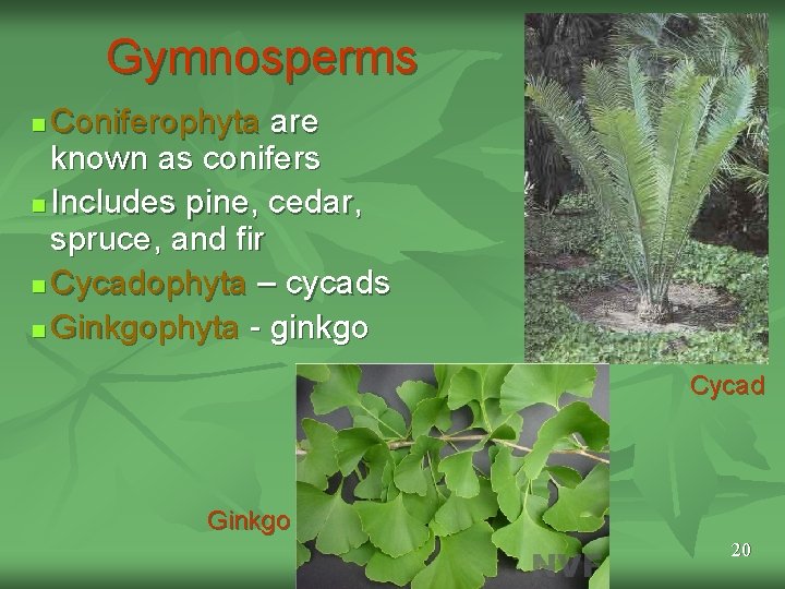 Gymnosperms Coniferophyta are known as conifers n Includes pine, cedar, spruce, and fir n