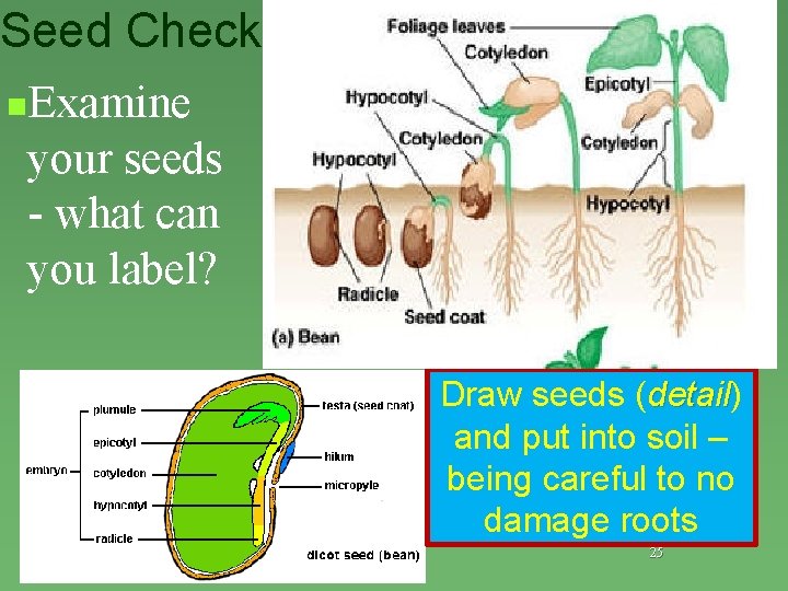 Seed Check n. Examine your seeds - what can you label? Draw seeds (detail)