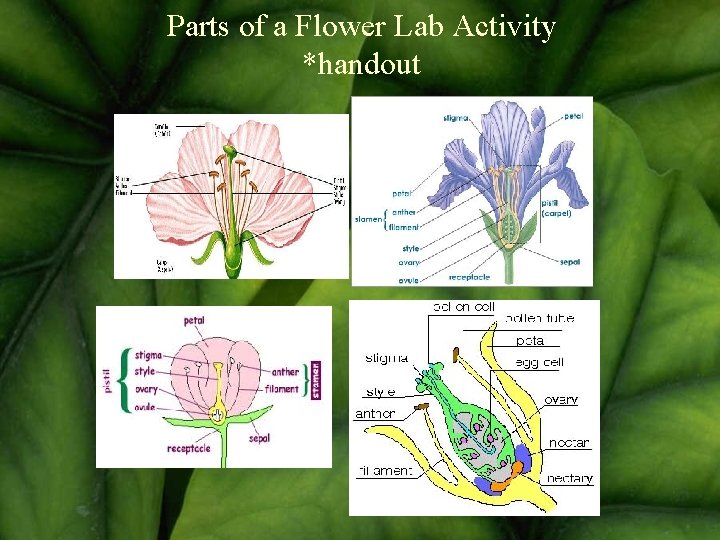 Parts of a Flower Lab Activity *handout 