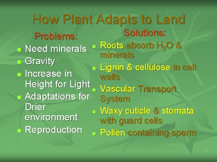 How Plant Adapts to Land n n n Problems: Need minerals n Gravity n