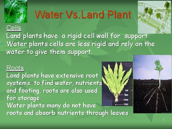 Water Vs. Land Plant Cells Land plants have a rigid cell wall for support