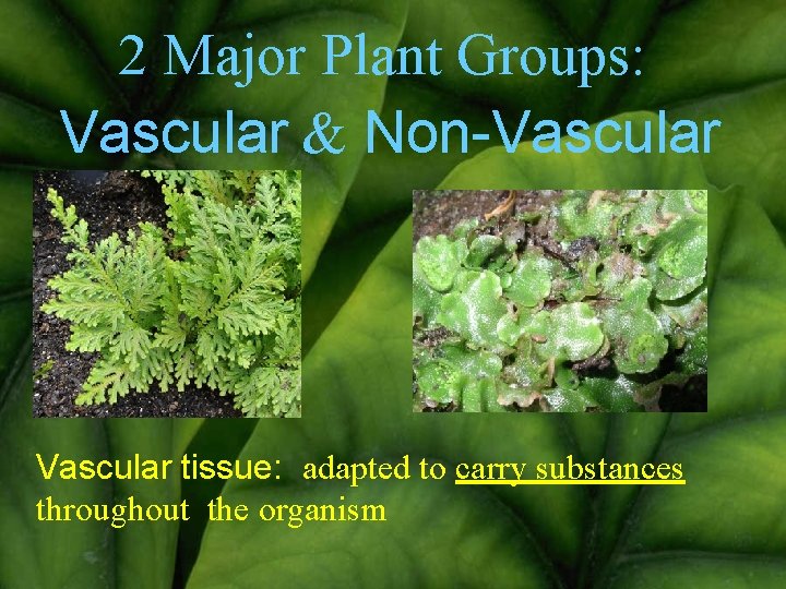 2 Major Plant Groups: Vascular & Non-Vascular tissue: adapted to carry substances throughout the