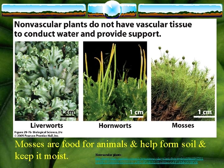 Mosses are food for animals & help form soil & keep it moist. Nonvascular