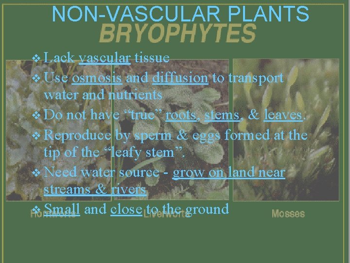 NON-VASCULAR PLANTS v Lack vascular tissue v Use osmosis and diffusion to transport water