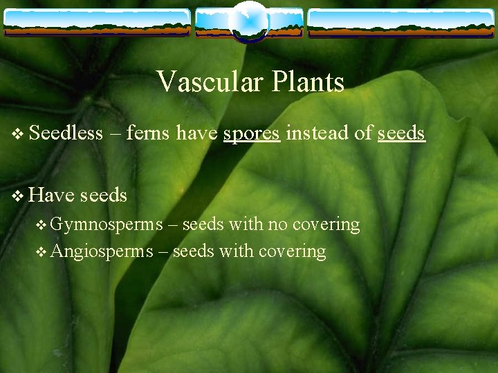 Vascular Plants v Seedless v Have – ferns have spores instead of seeds v