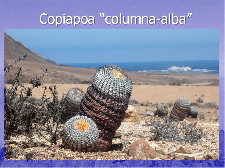 Copiapoa “columna-alba” 
