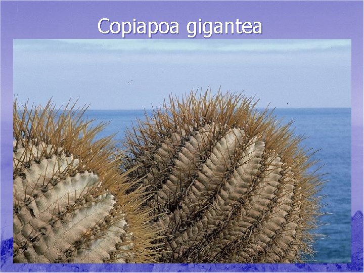 Copiapoa gigantea 