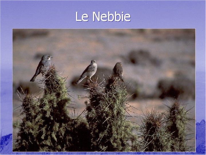 Le Nebbie 