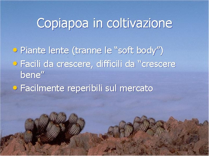 Copiapoa in coltivazione • Piante lente (tranne le “soft body”) • Facili da crescere,