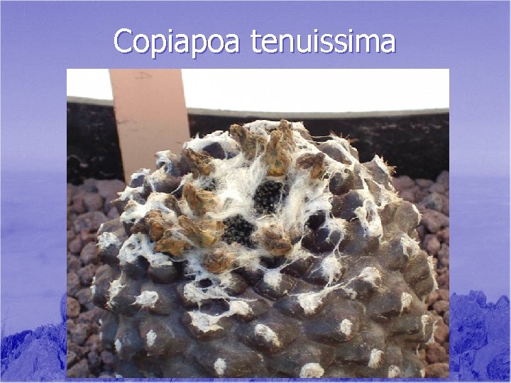 Copiapoa tenuissima 