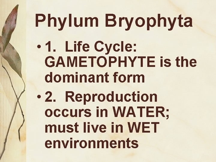 Phylum Bryophyta • 1. Life Cycle: GAMETOPHYTE is the dominant form • 2. Reproduction