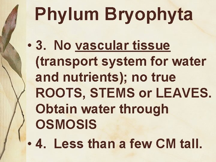 Phylum Bryophyta • 3. No vascular tissue (transport system for water and nutrients); no