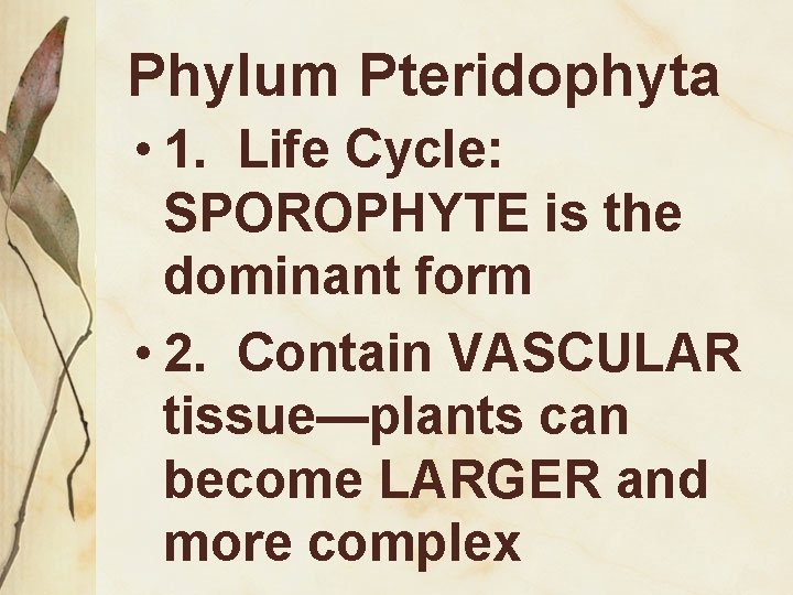 Phylum Pteridophyta • 1. Life Cycle: SPOROPHYTE is the dominant form • 2. Contain