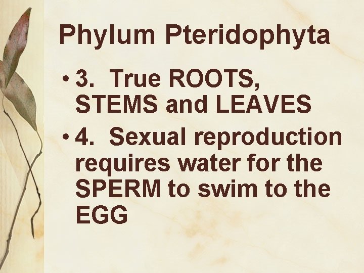 Phylum Pteridophyta • 3. True ROOTS, STEMS and LEAVES • 4. Sexual reproduction requires
