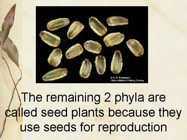 The remaining 2 phyla are called seed plants because they use seeds for reproduction
