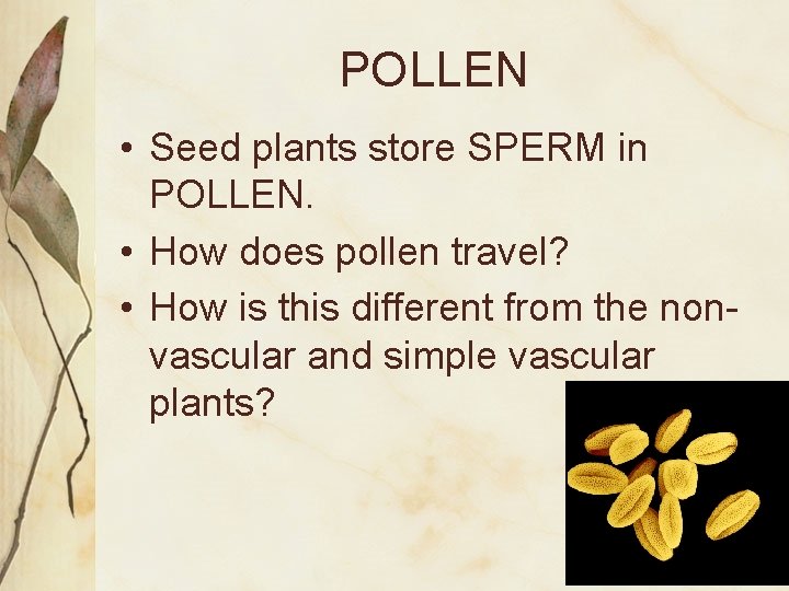 POLLEN • Seed plants store SPERM in POLLEN. • How does pollen travel? •