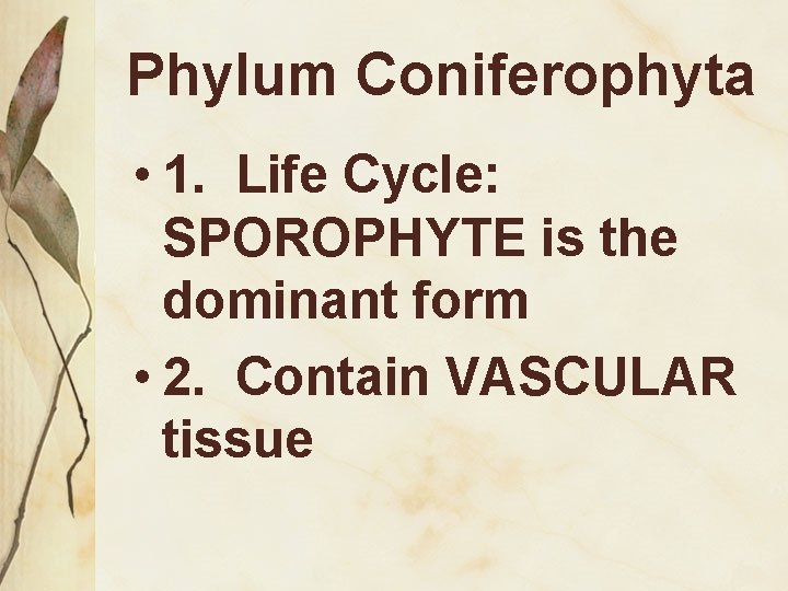 Phylum Coniferophyta • 1. Life Cycle: SPOROPHYTE is the dominant form • 2. Contain