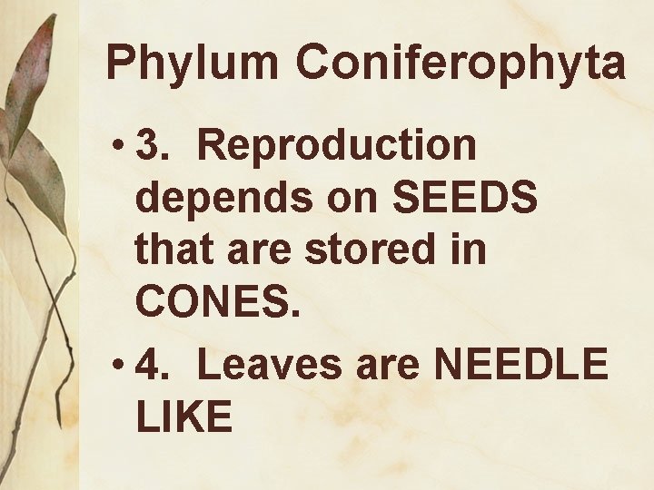 Phylum Coniferophyta • 3. Reproduction depends on SEEDS that are stored in CONES. •