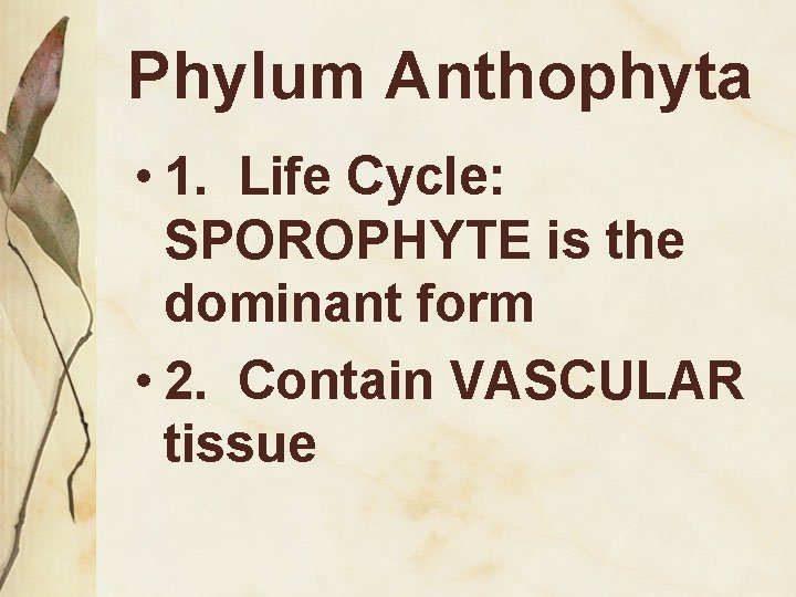 Phylum Anthophyta • 1. Life Cycle: SPOROPHYTE is the dominant form • 2. Contain