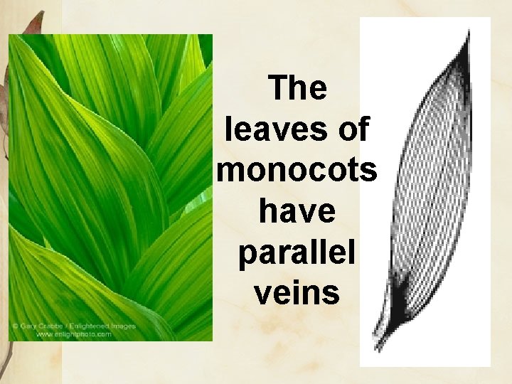 The leaves of monocots have parallel veins 