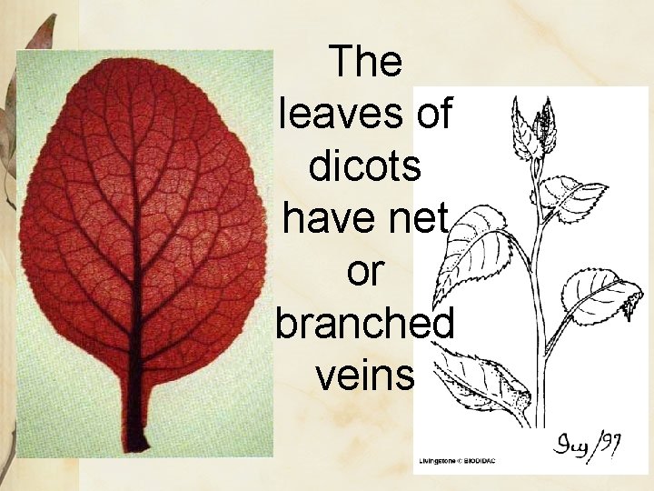 The leaves of dicots have net or branched veins 