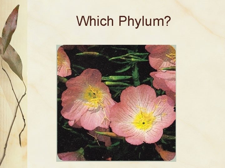 Which Phylum? 