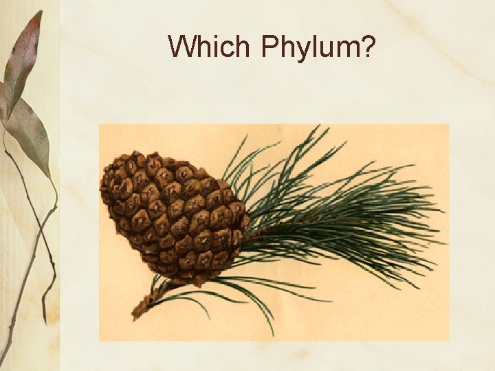Which Phylum? 