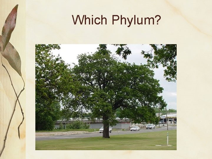 Which Phylum? 