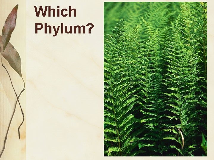 Which Phylum? 