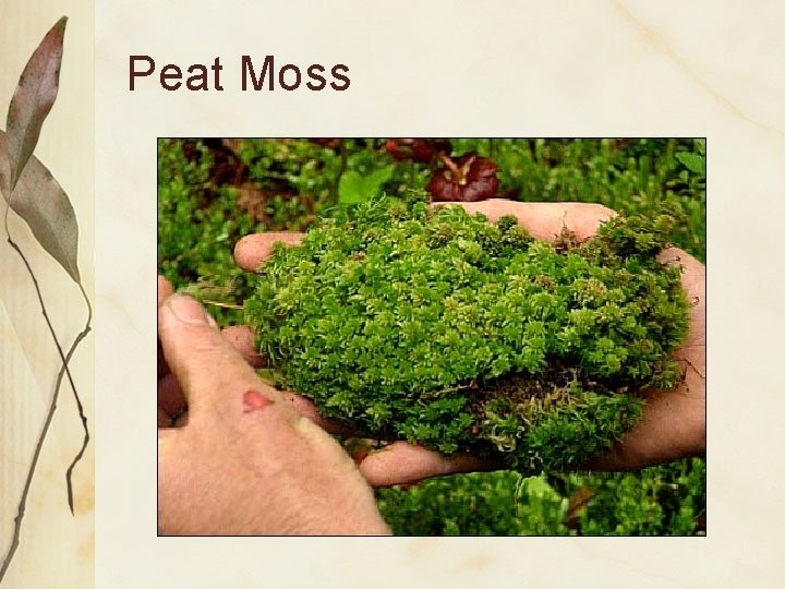 Peat Moss 