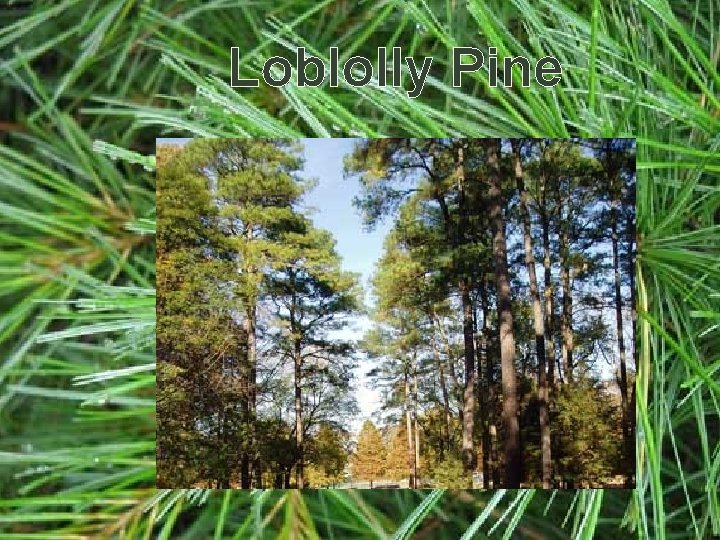 Loblolly Pine 