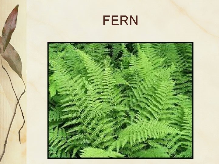 FERN 