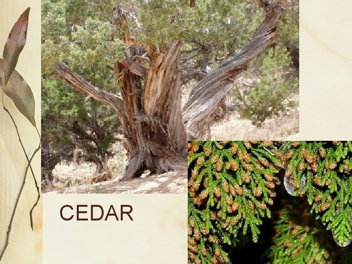 CEDAR 