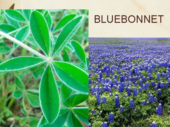 BLUEBONNET 