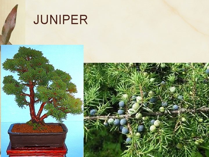 JUNIPER 