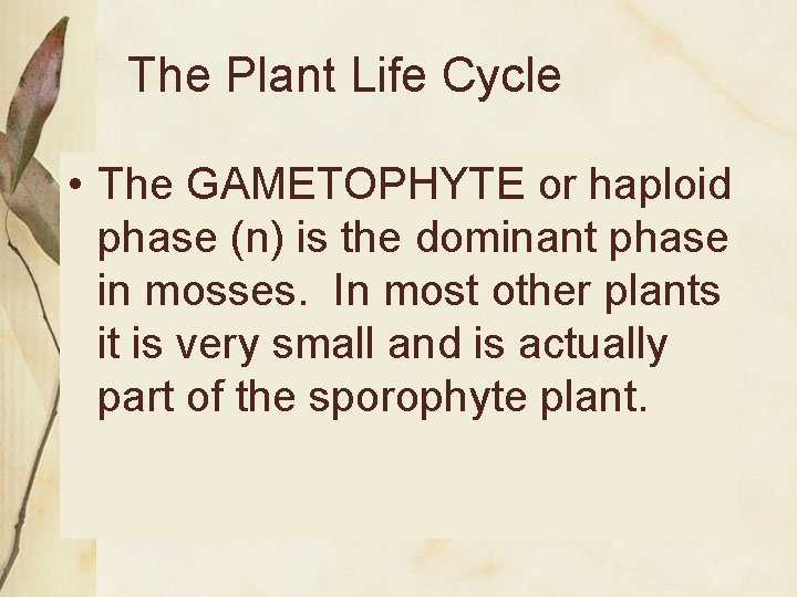 The Plant Life Cycle • The GAMETOPHYTE or haploid phase (n) is the dominant