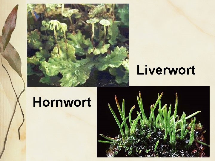 Liverwort Hornwort 