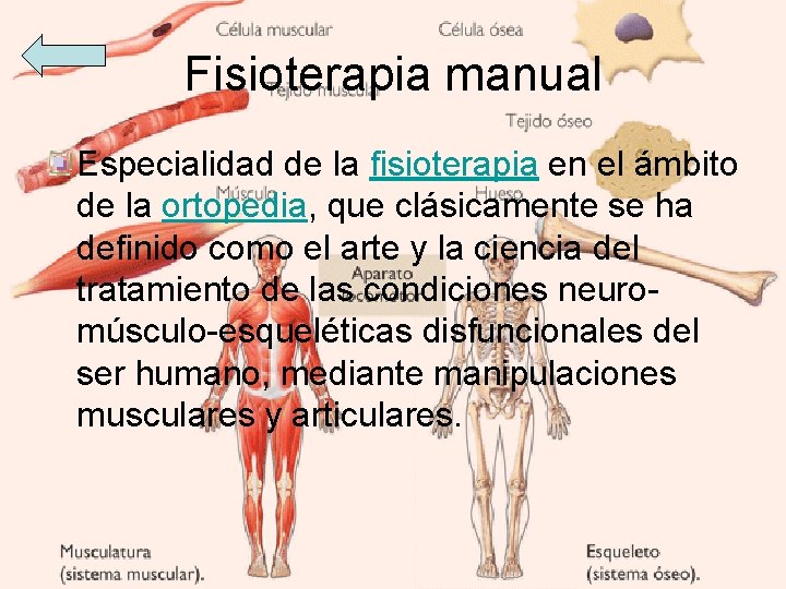 Fisioterapia manual Especialidad de la fisioterapia en el ámbito de la ortopedia, que clásicamente