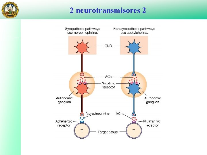 2 neurotransmisores 2 