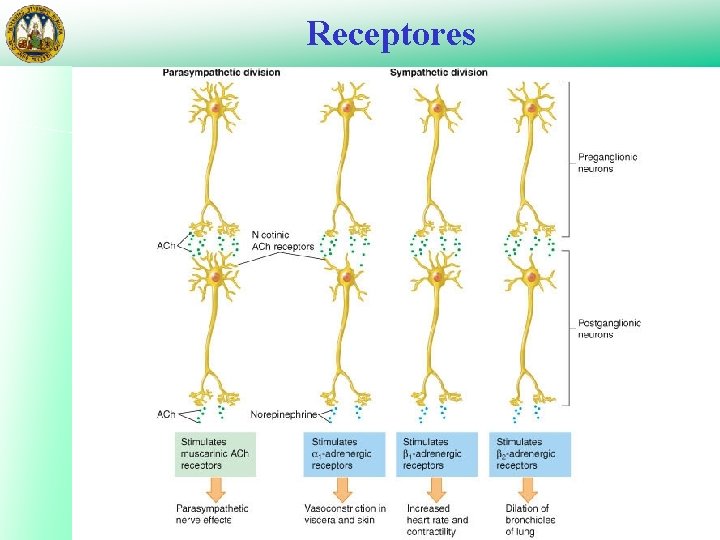 Receptores 