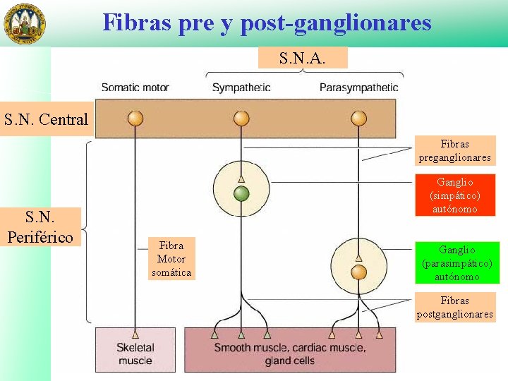 Fibras pre y post-ganglionares S. N. A. S. N. Central Fibras preganglionares S. N.