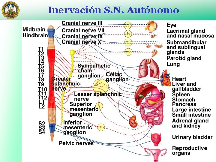 Inervación S. N. Autónomo 