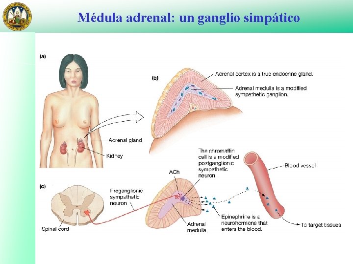 Médula adrenal: un ganglio simpático 
