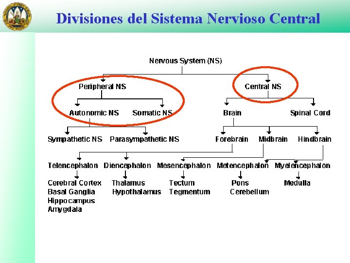 Divisiones del Sistema Nervioso Central 