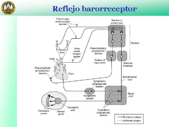 Reflejo barorreceptor 