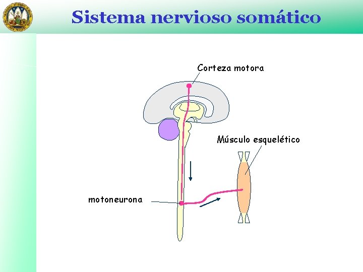 Sistema nervioso somático Corteza motora Músculo esquelético motoneurona 